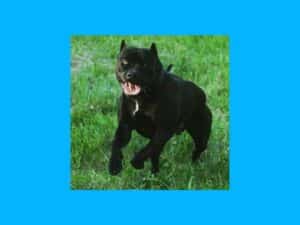 imagen de perro pitbull negro