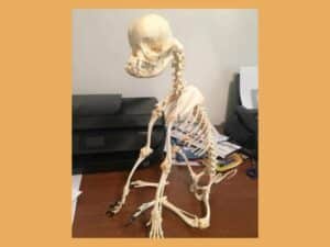 esqueleto completo de pug